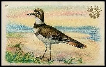 J5 12 Killdeer.jpg